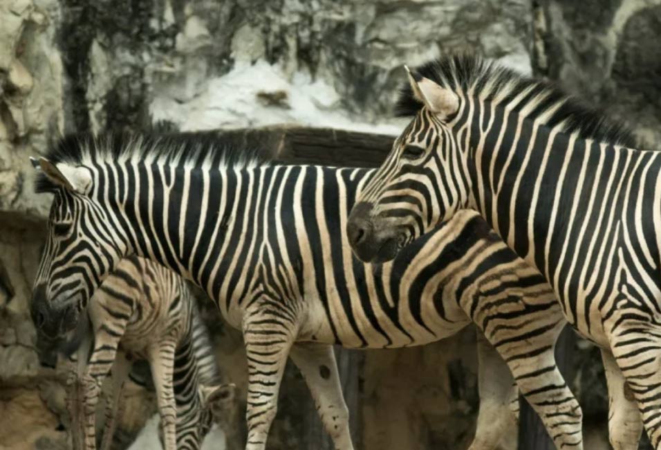 Zebras no zoológico.